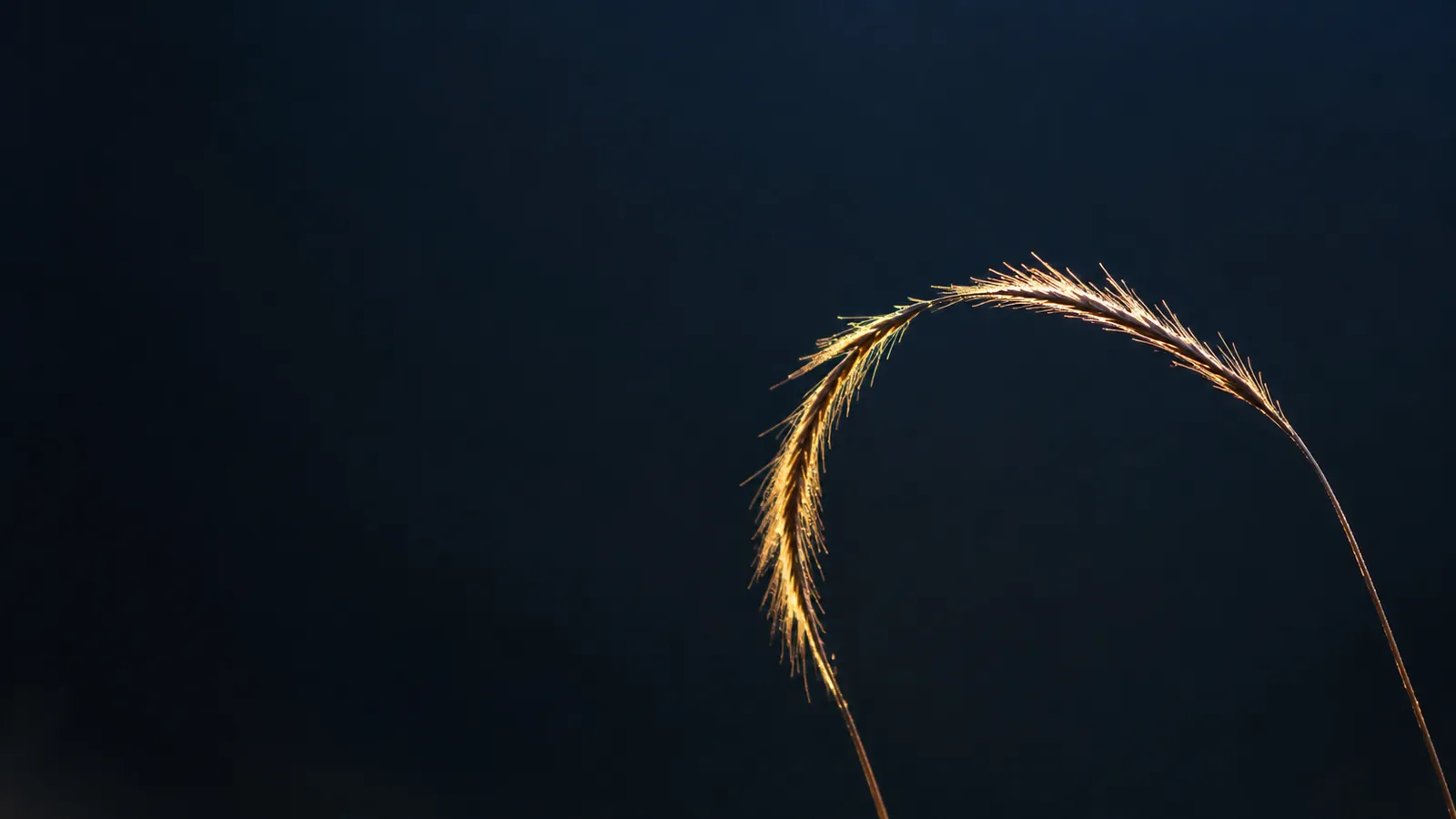 Épi courbé à contre-jour, image du stage de tantra pour couples